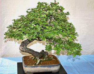 DSC 0232