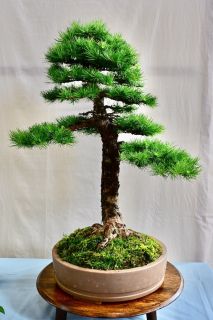 DSC 0249