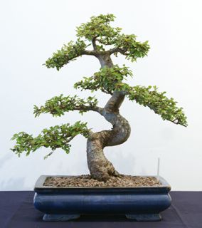 chinese elm