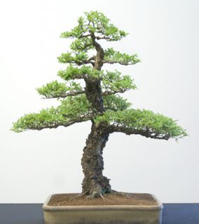 cork bark chinese elm