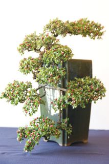 cotoneaster2