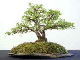 english elm clump