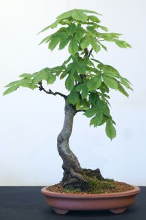 horse chestnut