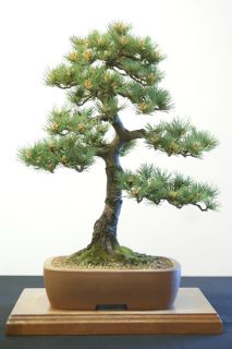 japanese white pine
