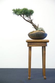 juniper1