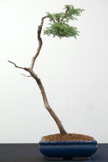 juniper2