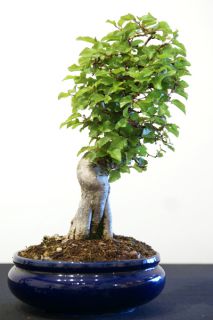 korean hornbeam1