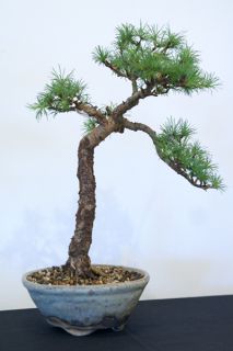 larch1