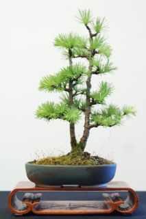 larch3