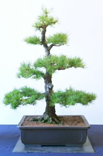 larch6