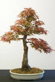 mountain maple-deshojo