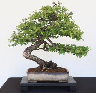 P5030003